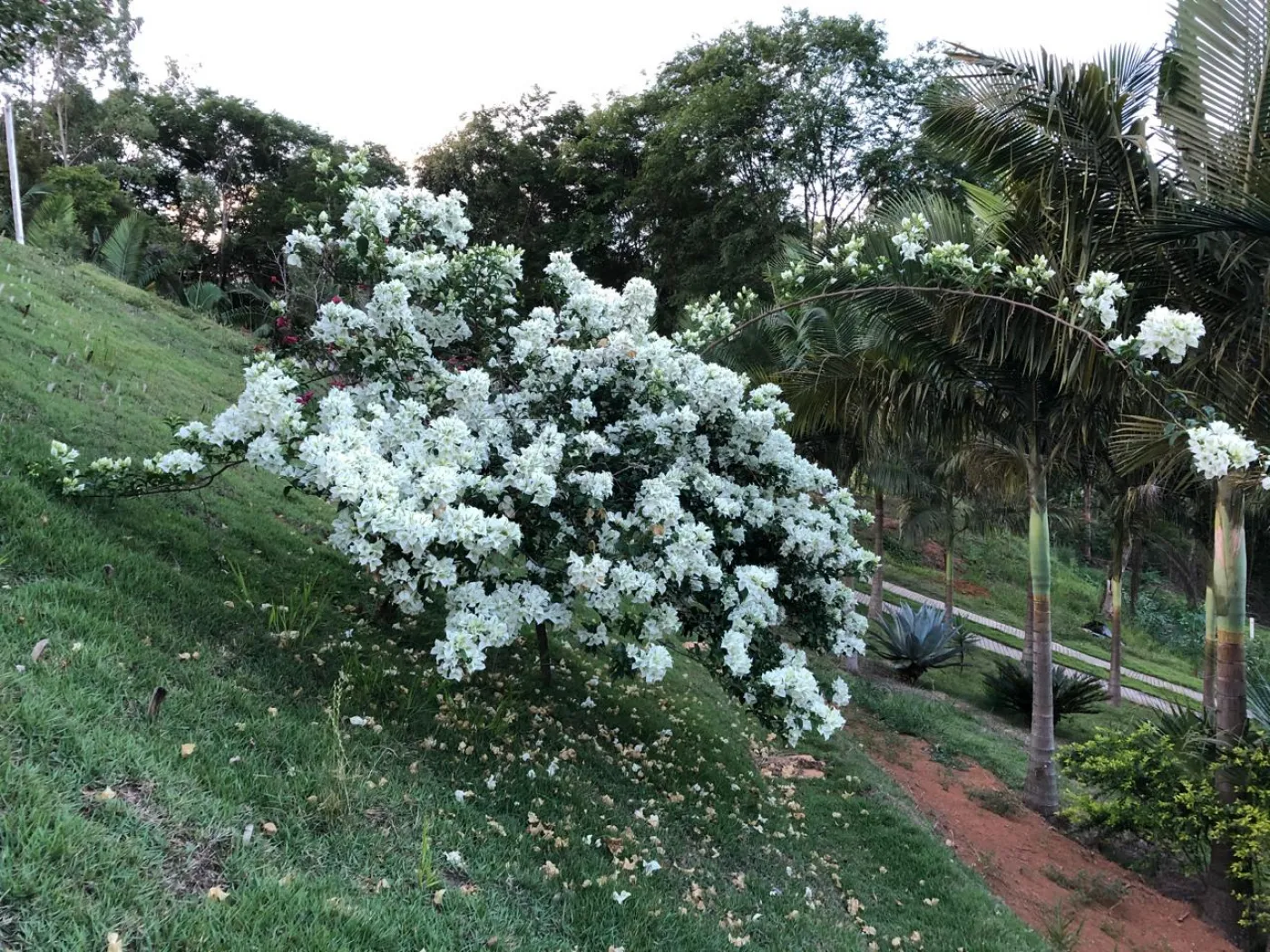 Comprar Rural / Chácara em São José dos Campos R$ 424.000,00 - Foto 21
