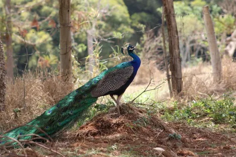 imagem 2 - Invista no Futuro: Terreno à Venda Oportunidade Imperdível! imagem 2 - Invista no Futuro: Terreno à Venda Oportunidade Imperdível!
