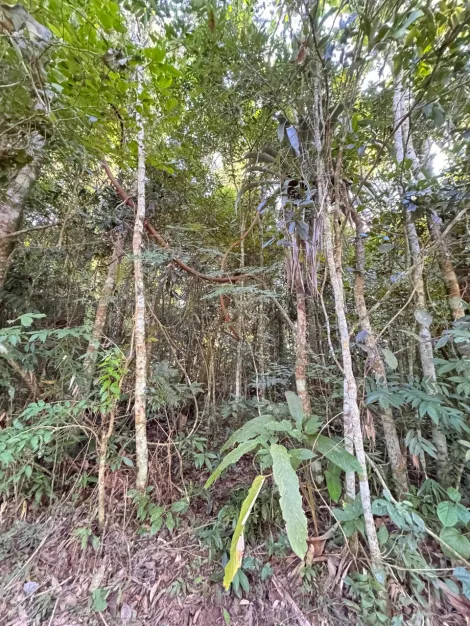 imagem 3 - Oportunidade Imperdível em Jambeiro/SP! - Venda de Chácara com 5.000 m² - Fácil Acesso! apenas R$150.000 imagem 3 - Oportunidade Imperdível em Jambeiro/SP! - Venda de Chácara com 5.000 m² - Fácil Acesso! apenas R$150.000